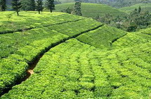   чайные плантации