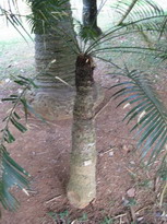   пальмы в paradeniya royal gardens